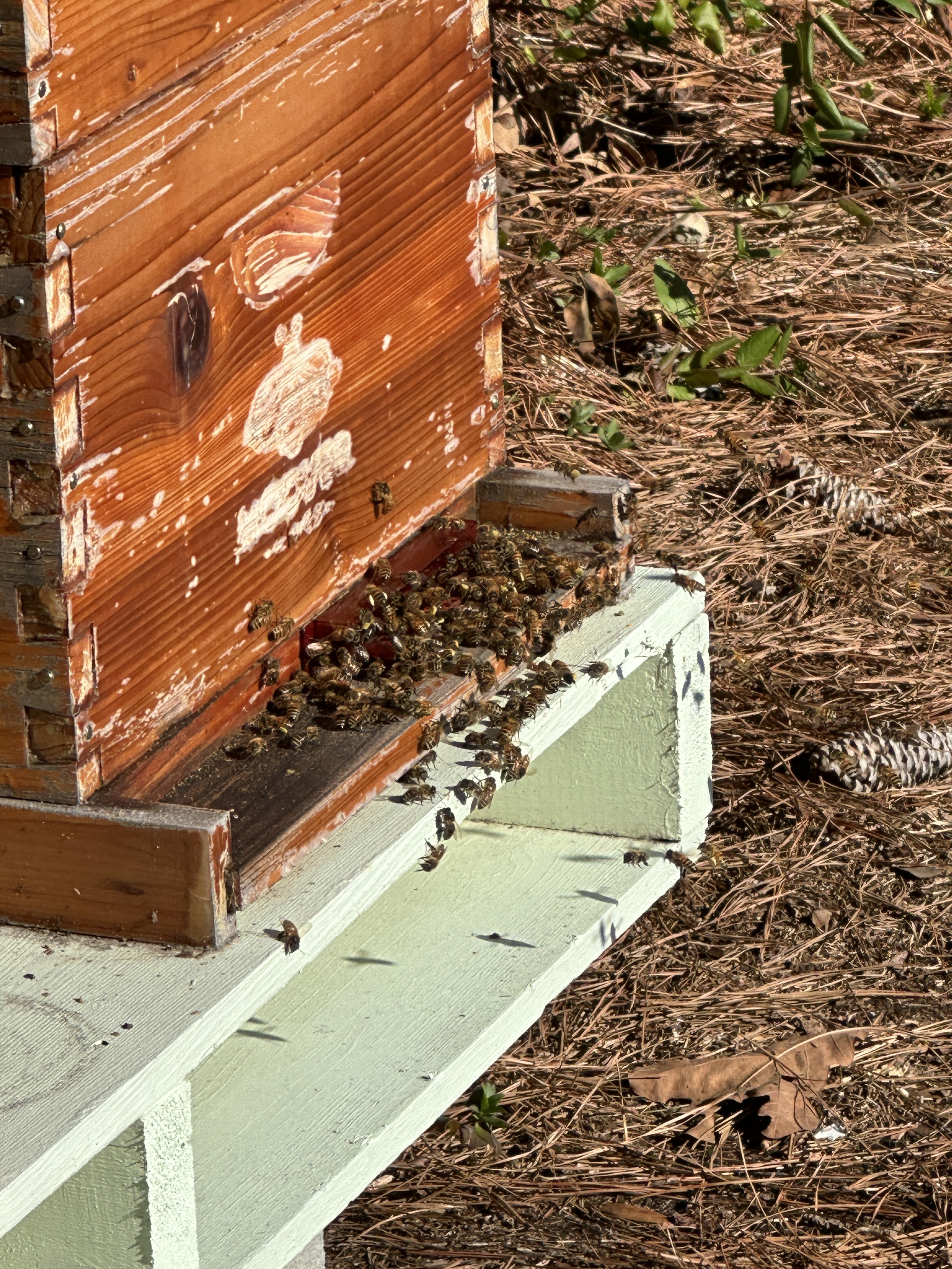 Beehive Update